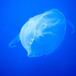 Pula Aquarium