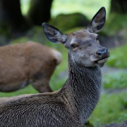 Tierpark